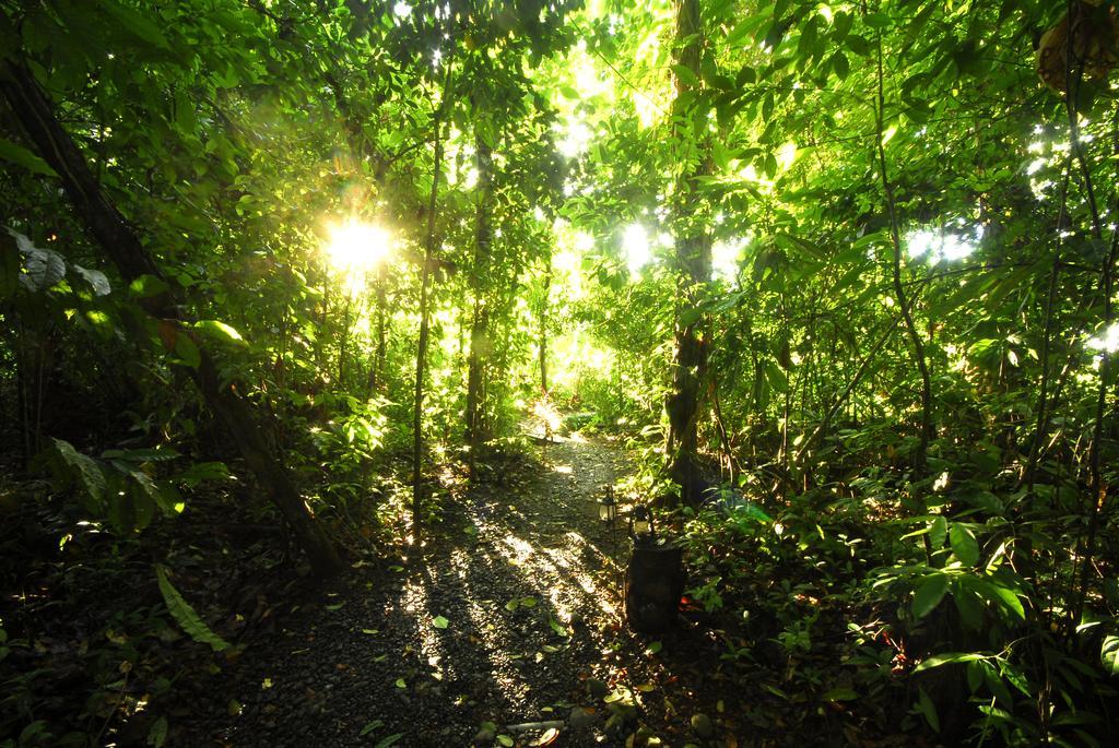 Playa Nicuesa Rainforest Eco Sanctuary Golfito Bagian luar foto